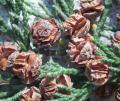 Chamaecyparis obtusa