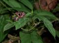 Chassalia curviflora