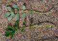 Chelidonium majus