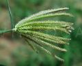 Chloris pilosa
