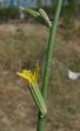 Chondrilla juncea