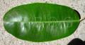Chrysophyllum cainito