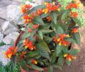 Chrysothemis pulchella