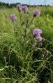 Cirsium arvense