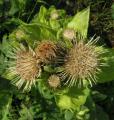 Cirsium oleraceum