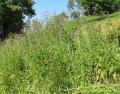 Cirsium palustre