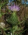 Cirsium vulgare