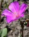 Cistanthe grandiflora