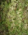 Cladonia coniocraea