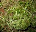 Cladonia fimbriata