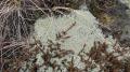 Cladonia rangiferina