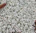 Cladonia rangiferina