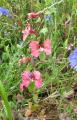 Clarkia unguiculata