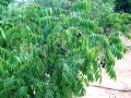 Clausena anisata