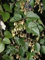 Clematis buchananiana