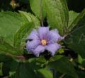 Clematis heracleifolia