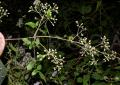 Clematis subumbellata