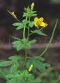 Cleome viscosa