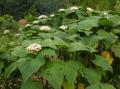 Clerodendrum chinense