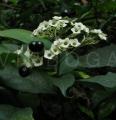 Clerodendrum thyrsoideum