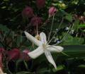 Clerodendrum trichotomum