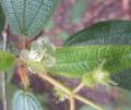Clidemia hirta