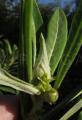 Clutia kilimandscharica