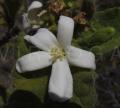 Cnidoscolus bahianus