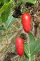 Coccinia grandis