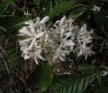 Coffea canephora