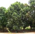 Cola cordifolia