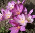 Colchicum autumnale