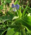 Commelina benghalensis