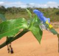 Commelina erecta