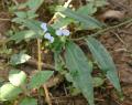 Commelina paludosa