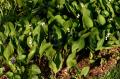 Convallaria majalis