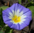 Convolvulus tricolor