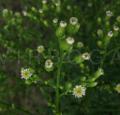 Conyza canadensis