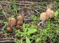 Coprinellus angulatus