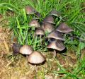 Coprinopsis atramentaria