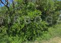 Coprosma repens