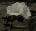 Cordia africana