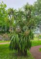 Cordyline australis