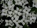 Cornus kousa
