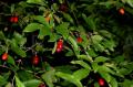 Cornus mas