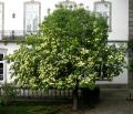 Cornus nuttallii