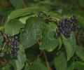 Cornus sanguinea