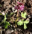 Corydalis cava