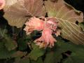 Corylus americana