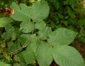 Corylus cornuta